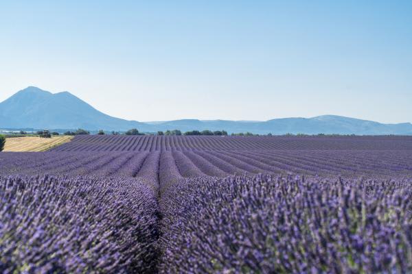 lavender field