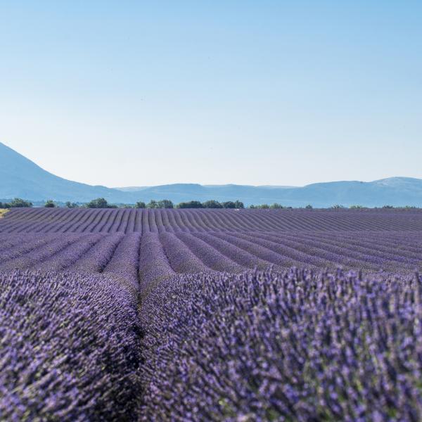 lavender