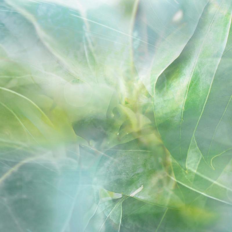 leaf