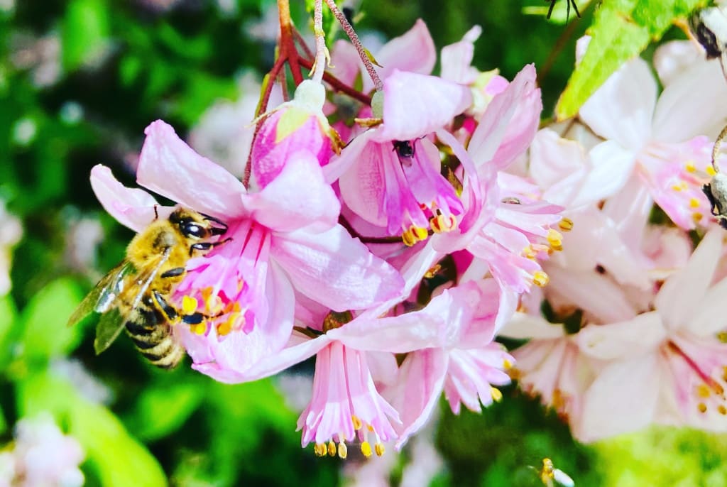 bee