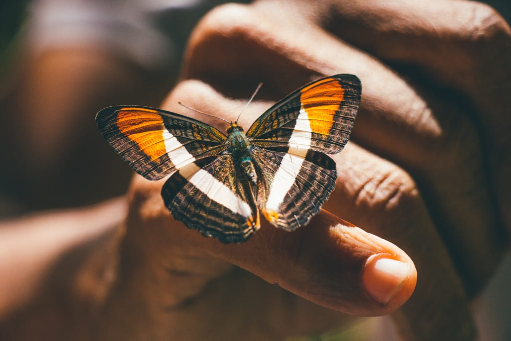 Butterfly