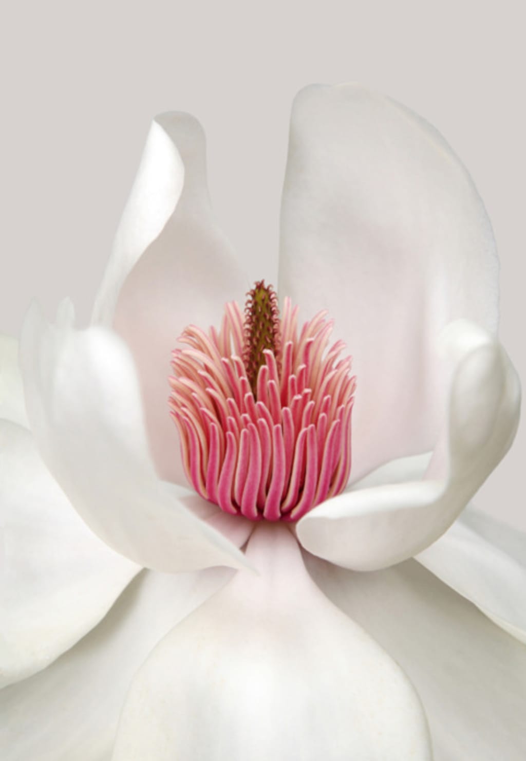 Bloom