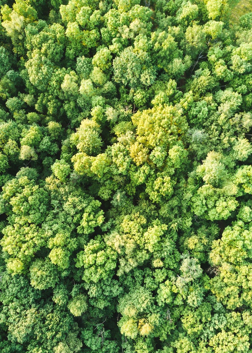 Trees from above