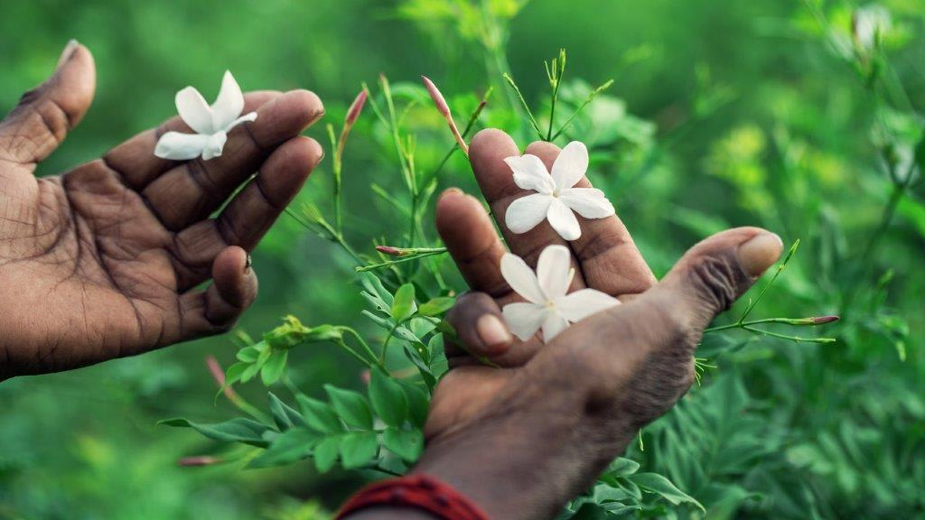 茉莉花
