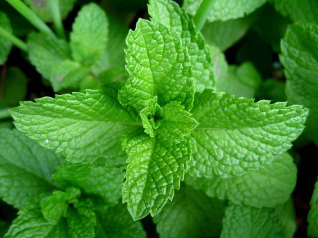 Mint innovation