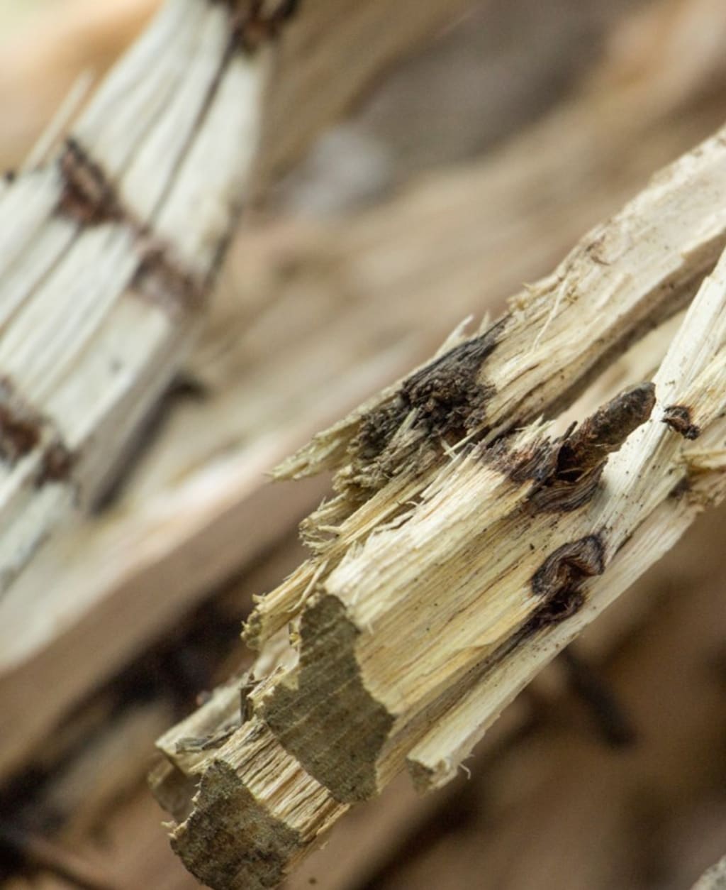 Teak Wood, Amber Fragrance Teak Wood, Amber Fragrance