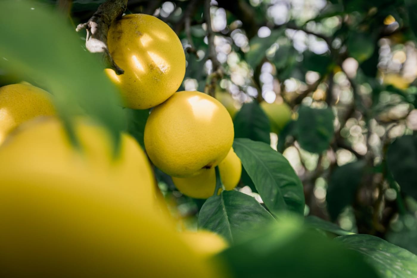 lemon
