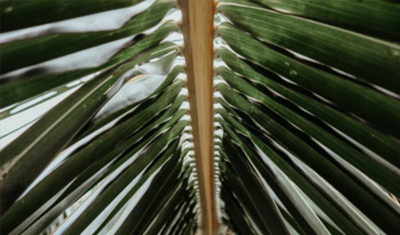 关于棕榈油的立场声明