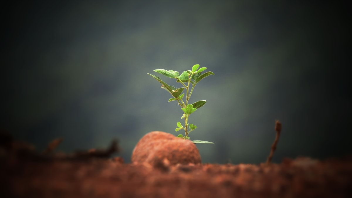 Tree Planting and the Early Church