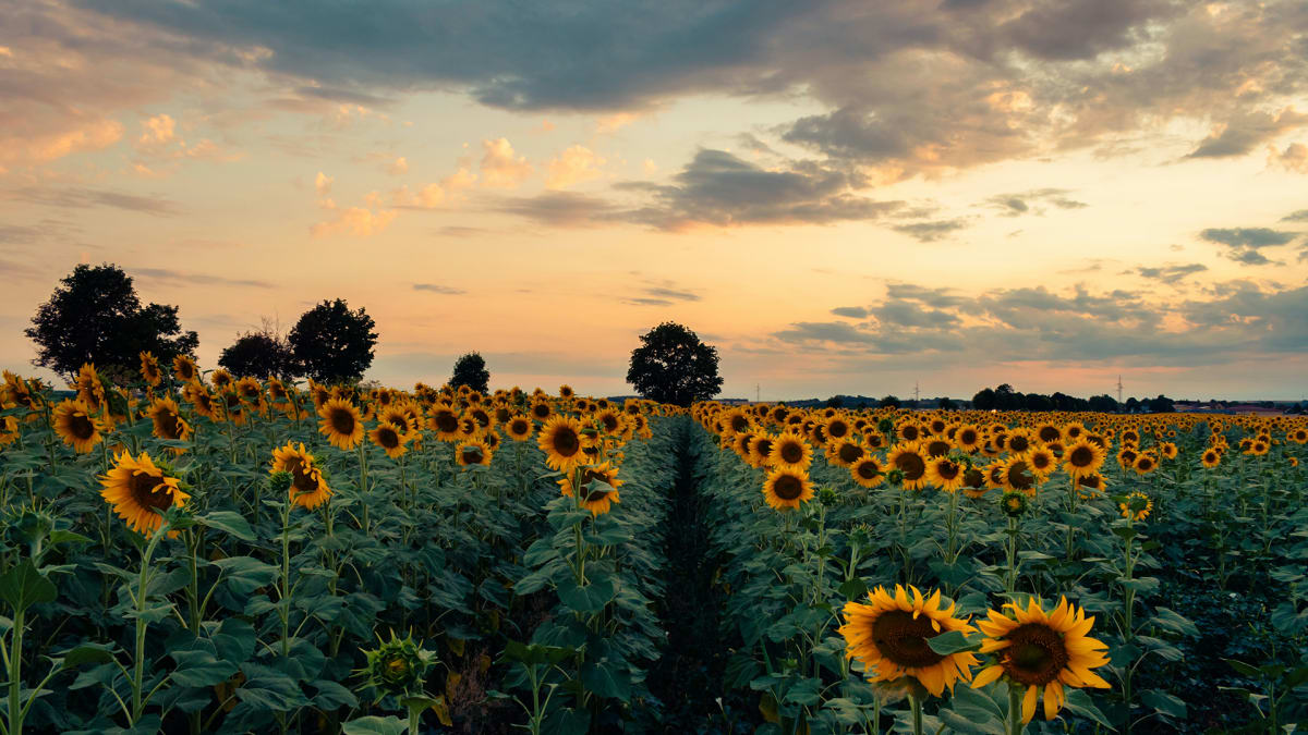 Endurance in Faith: Finding Joy in Trials