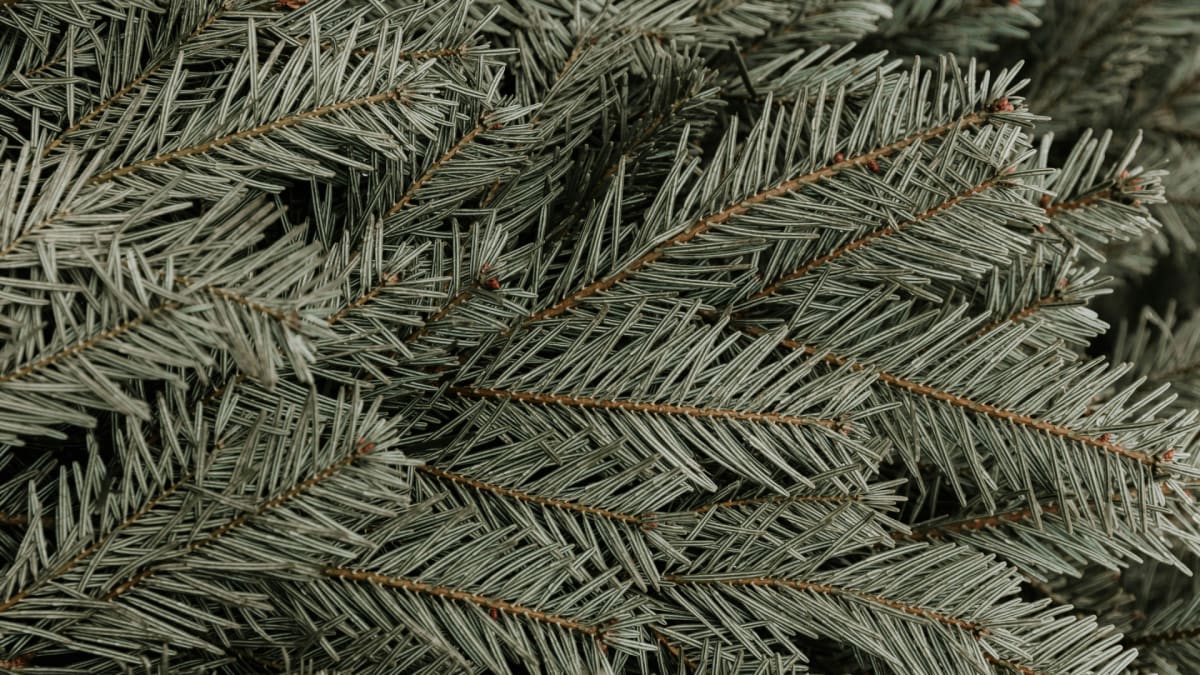 Advent Week One—Fear Not