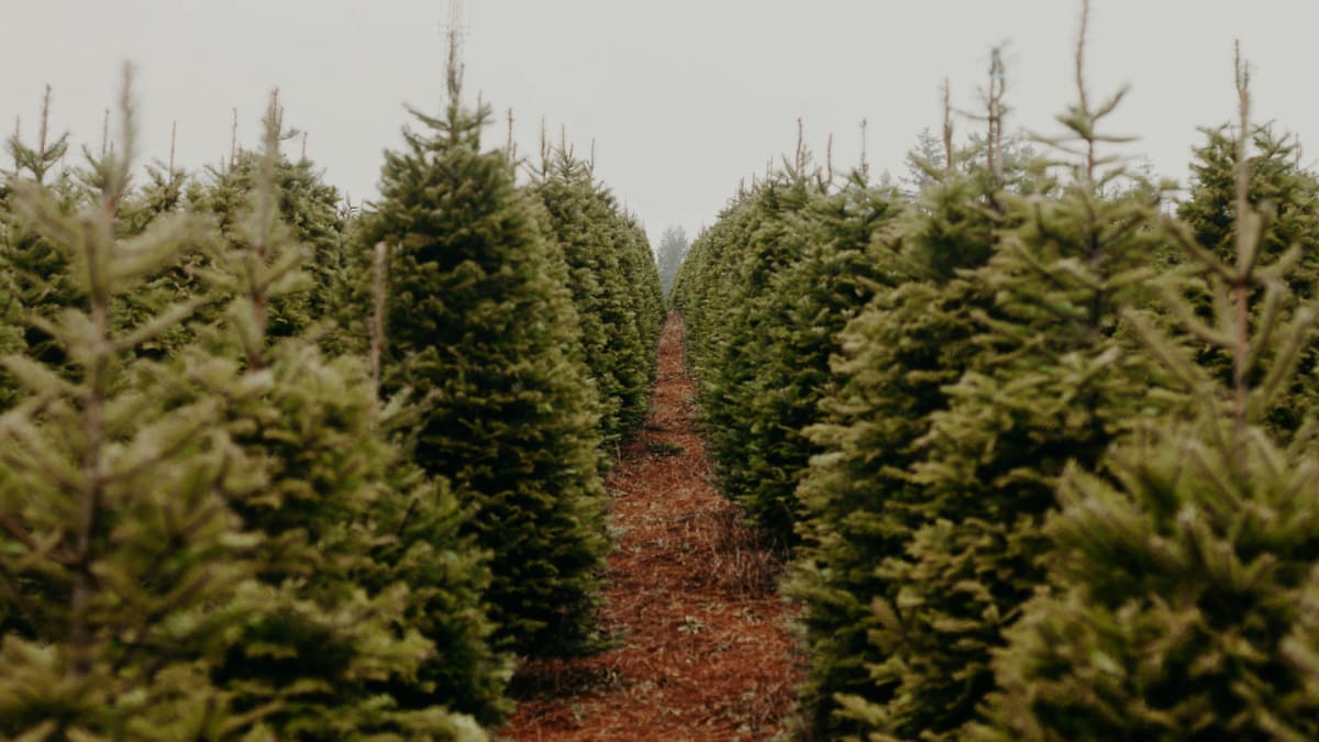 Advent Week Three—Great Joy