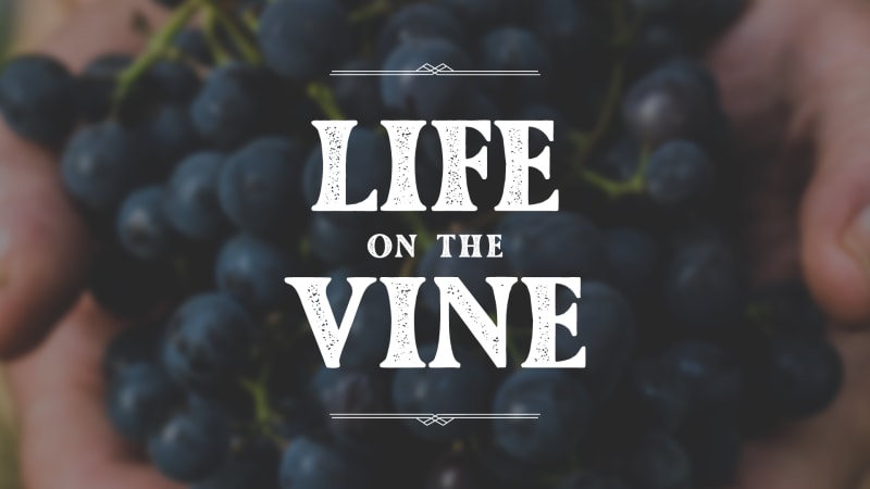Life on the Vine