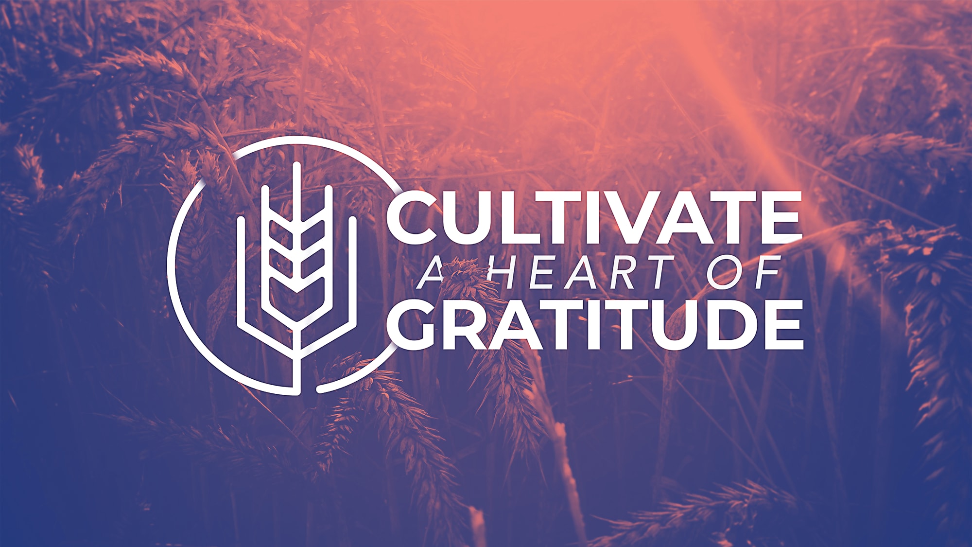 Cultivate a Heart of Gratitude