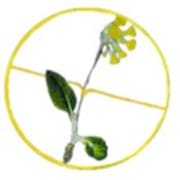 Sleutelbloem Steinerschool