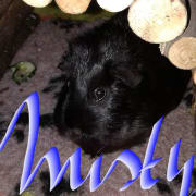 Cavia vakantieopvang Misty