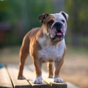 The English bulldog resort
