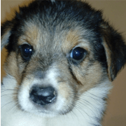 Animal Love and Rescue