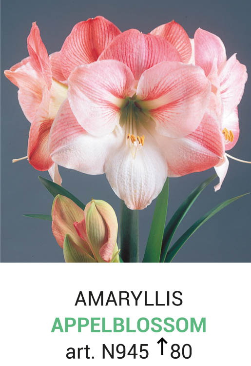 Amaryllis Appelblossom 1 bulbe