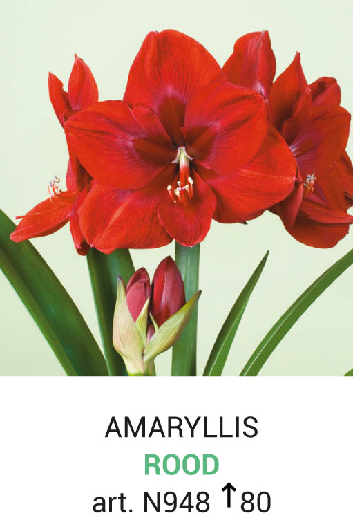 Amaryllis Rouge 1 bulbe