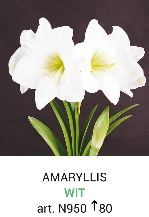 Amaryllis Blanc 1 bulbe