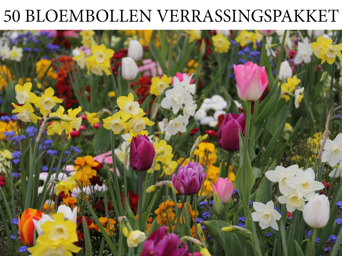 PAQUET SURPRISE - 50 bulbes