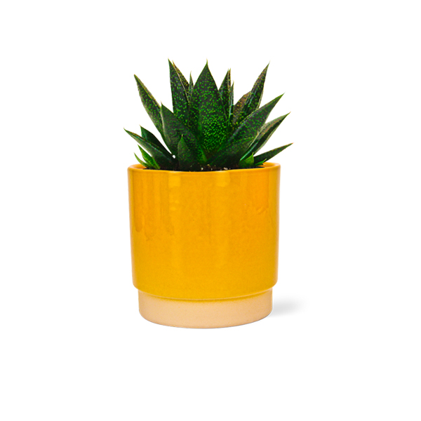 Aloe Flow in keramische pot (Oker)