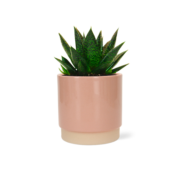 Aloe Flow in keramische pot (Roze)