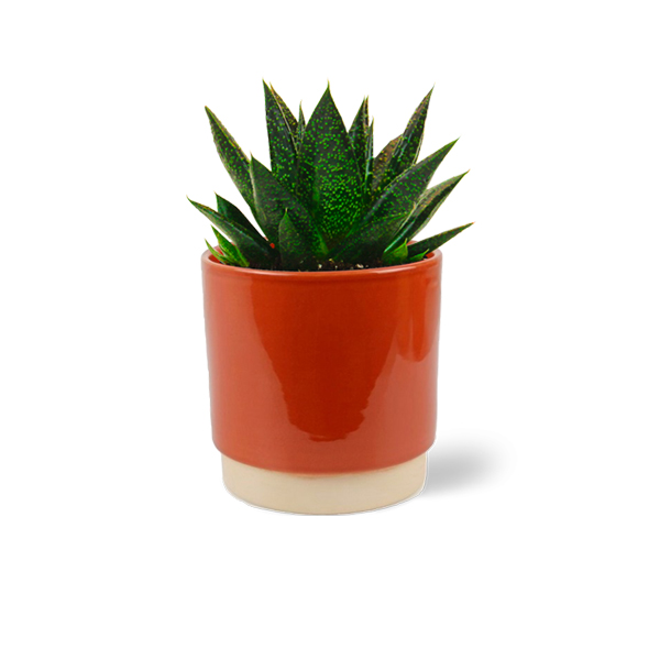 Aloe Flow in keramische pot (Terra)