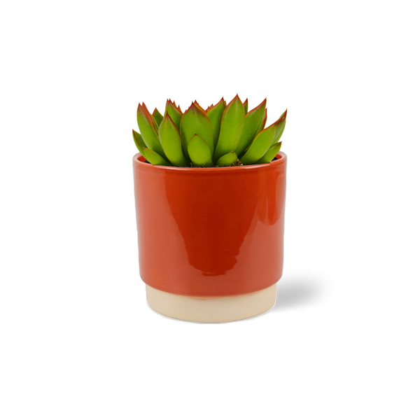 Echeveria Miranda in keramische pot (Terra)