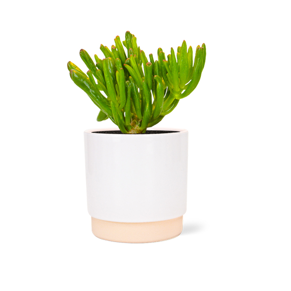 Crassula Horntree in keramische pot (Wit)