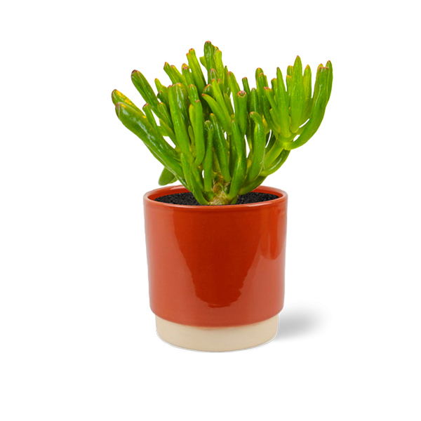 Crassula Horntree in keramische pot (Terra)