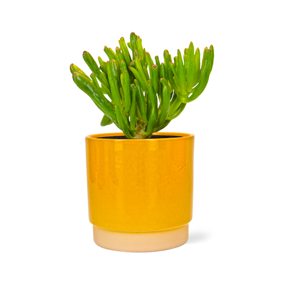Crassula Horntree in keramische pot (Oker)