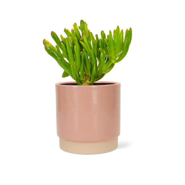 Crassula Horntree in keramische pot (Roze)