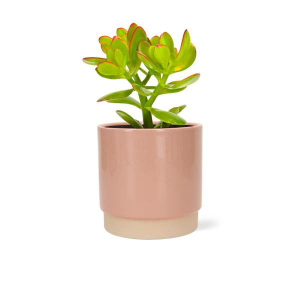 Crassula summerset in keramische pot (Roze)