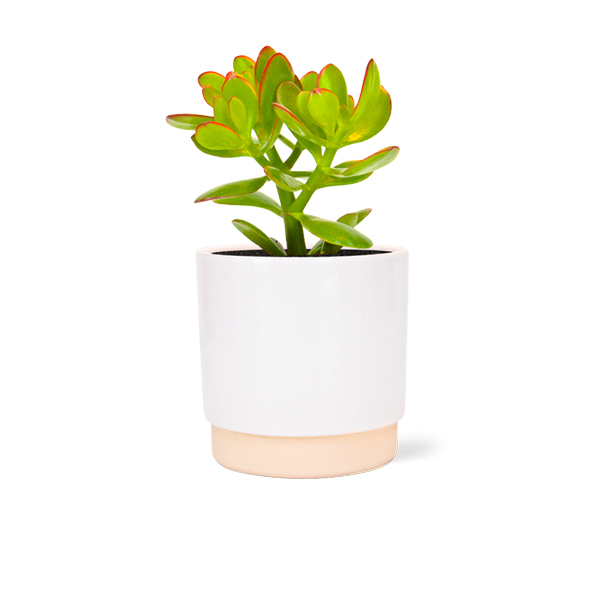 Crassula summerset in keramische pot (Wit)