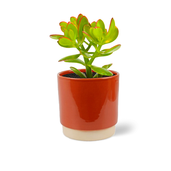 Crassula summerset in keramische pot (Terra)