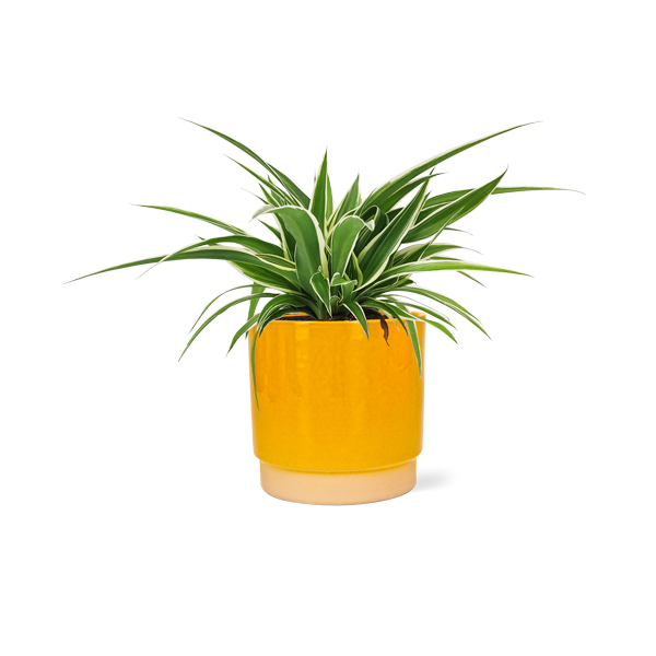 Graslelie in keramische pot (Oker)