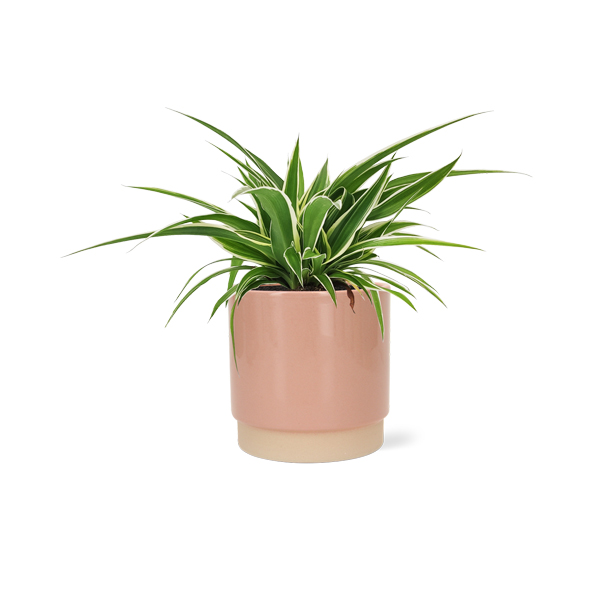 Graslelie in keramische pot (Roze)