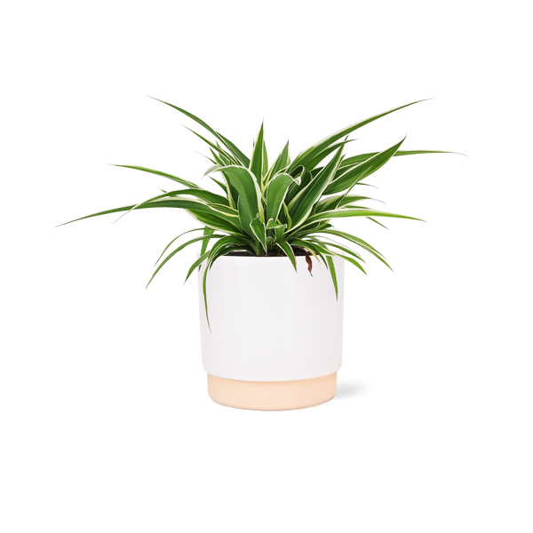 Graslelie in keramische pot (Wit)