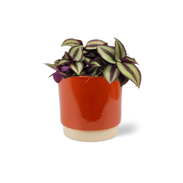 Tradescantia Zebrina in keramische pot (Terra)