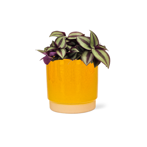 Tradescantia Zebrina in keramische pot (Oker)
