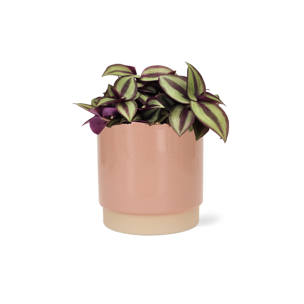 Tradescantia Zebrina in keramische pot (Roze)