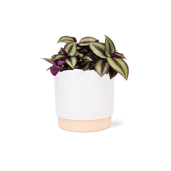 Tradescantia Zebrina in keramische pot (Wit)
