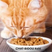 Chat-Bidou Asbl