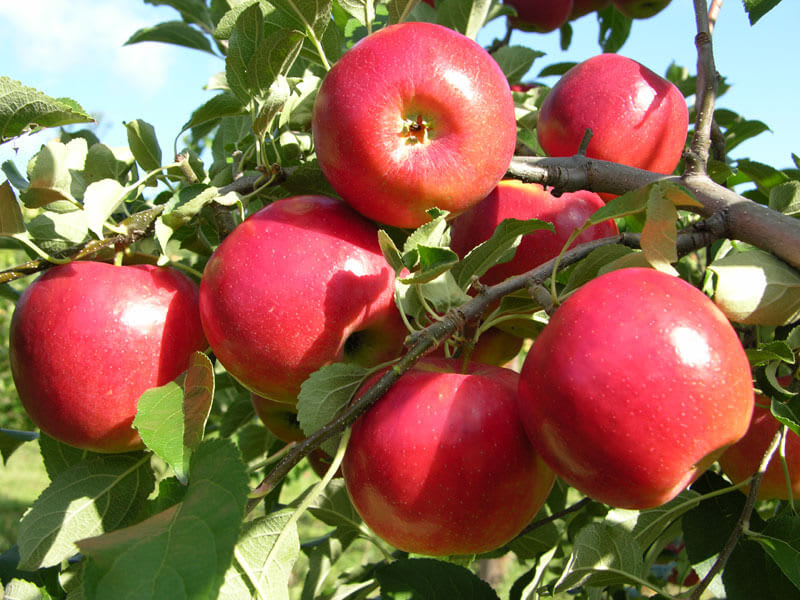 Field Trip : Fall Cider in Massachusetts