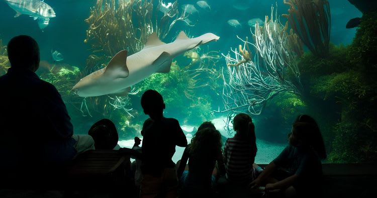 Aquarium, Caves & Attractions