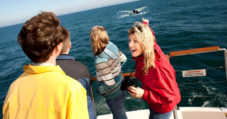 Bay of Fundy Whale Watching