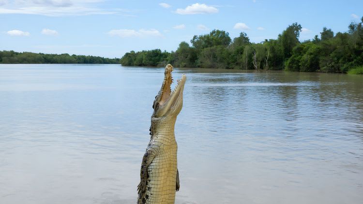 Crucero de cocodrilos saltarines