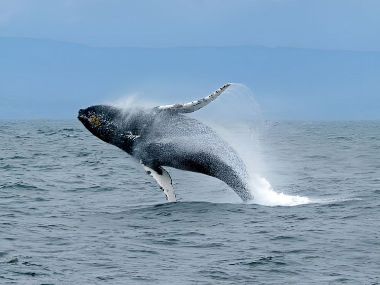 On The Water: Island Otter & Wildlife Adventure